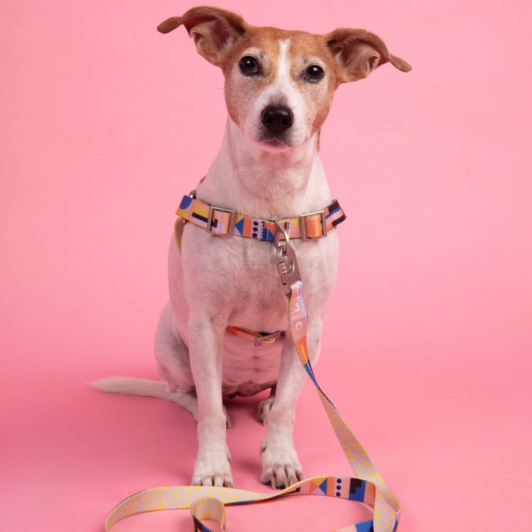 Dog wearing the Una harness and leash on a pink background