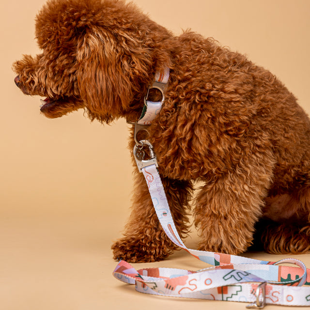 Brown Poodle wearing a Fur Sie Matteo collar and leash set with abstract pastel colors
