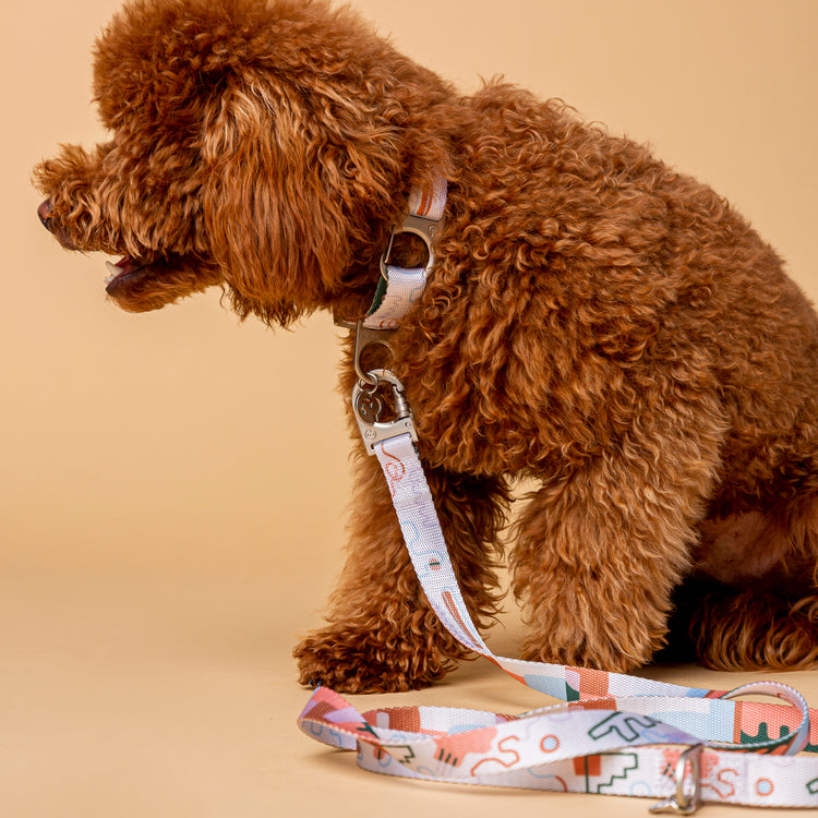 Brown Poodle wearing a Fur Sie Matteo collar and leash set with abstract pastel colors