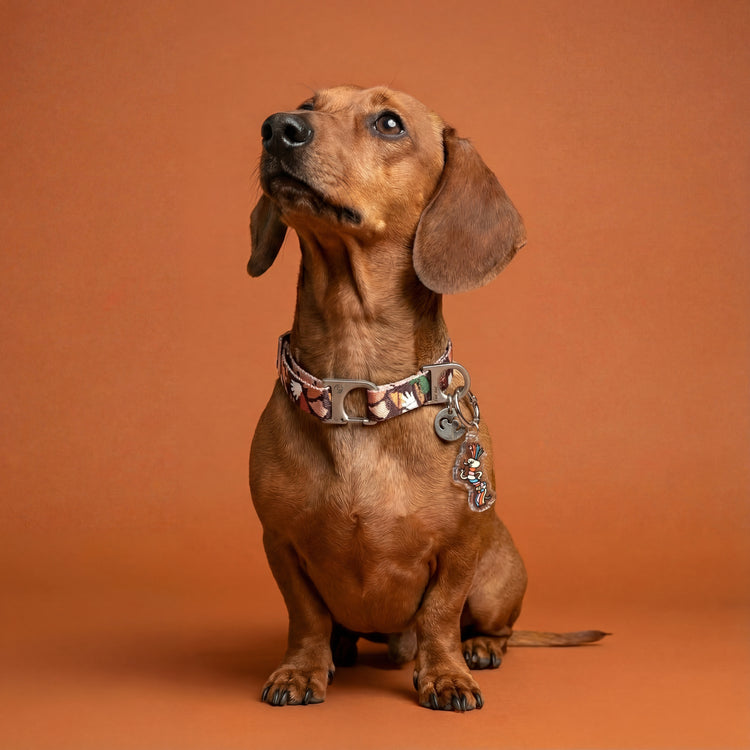 Brown dachshund wearing a Clemens collar with a Fineshmaker charm on an orange background