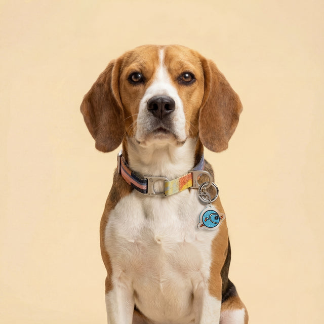 A Beagle wearing a colorful Fur Sie Una collar with the blue Fur Sie Fetcher charm attached, sitting against a cream background
