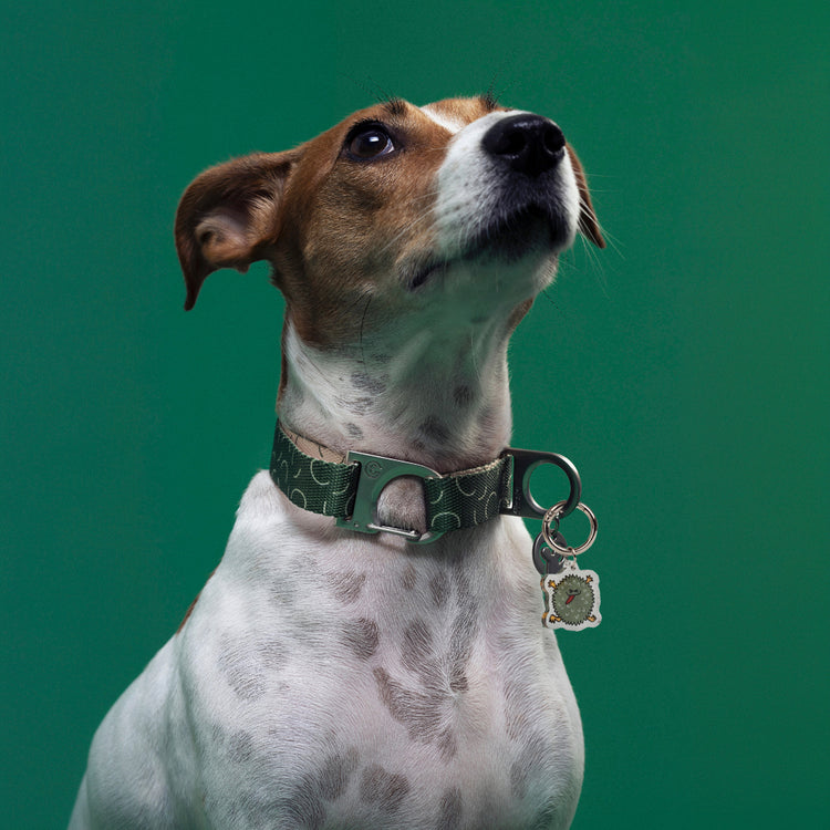 A Jack Russell dog wearing a green patterned collar with the Fur Sie Troublemaker charm attached, posed against a solid green background