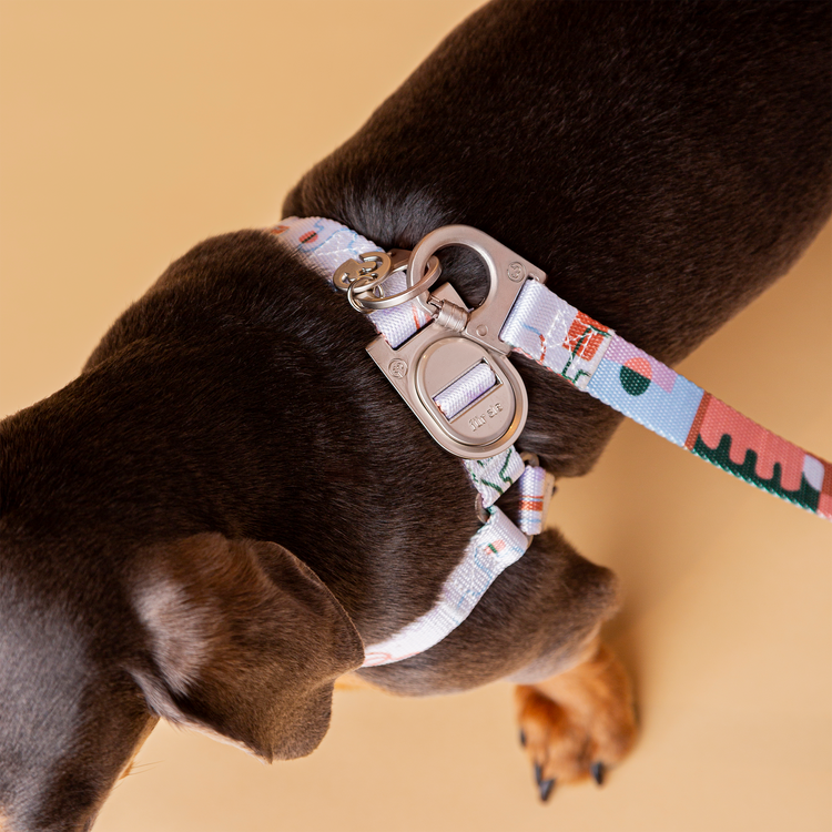 Close-up of the Matteo no-pull dog harness buckle and leash attachment on a small brown dog against a beige background