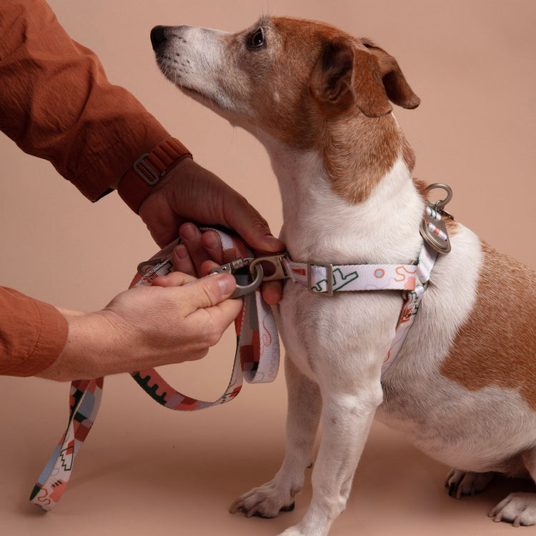 Person attaching a Matteo leash to a small Jack Russell dog wearing a Matteo Fur Sie harness on a beige background