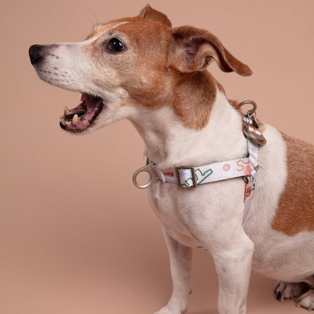 Small Jack Russell Terrier yawning while wearing a Fur-Sie abstract pastel print harness a beige background