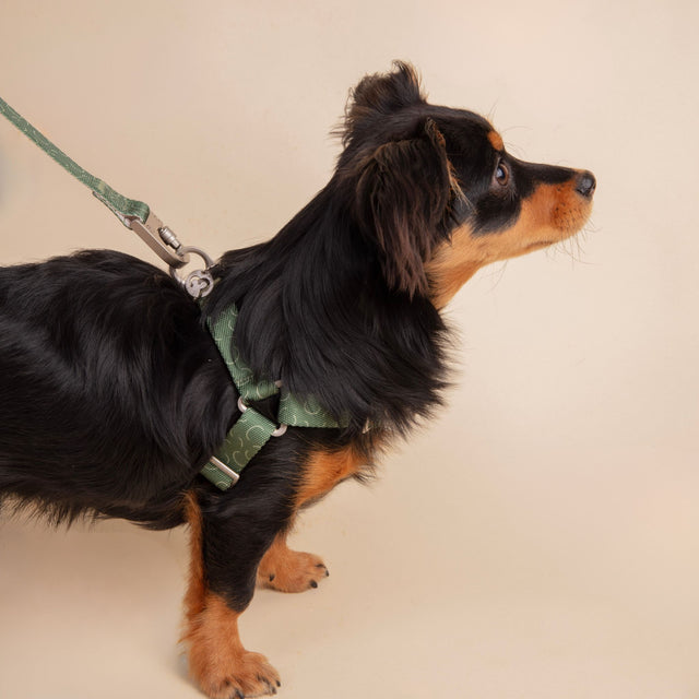 Dog wearing a Fur Sie Sabine green harness with leash attachment on a beige background
