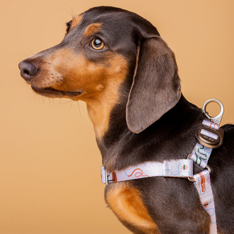 Matteo dog harness
