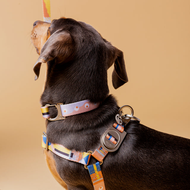Dog wearing Una dog harness