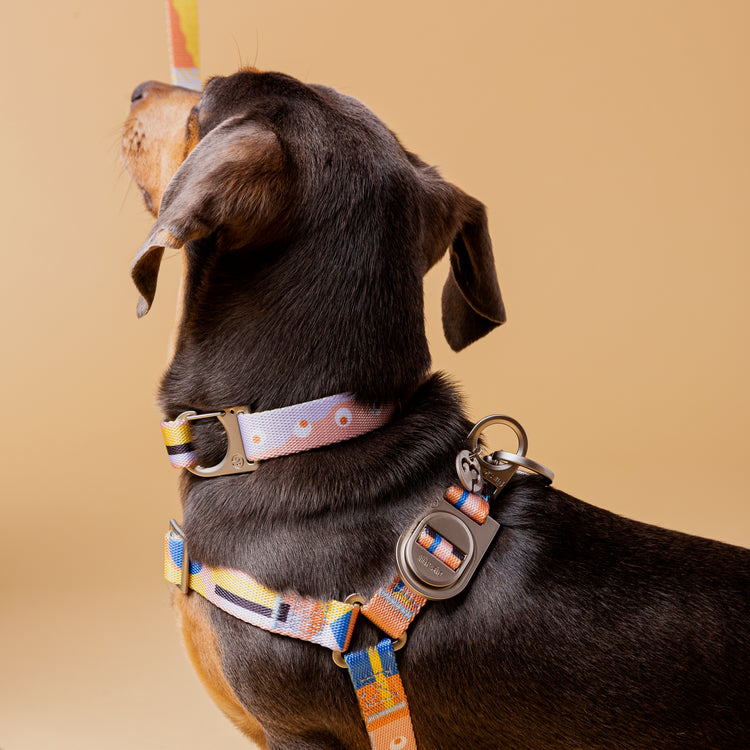 Dog wearing Una dog harness