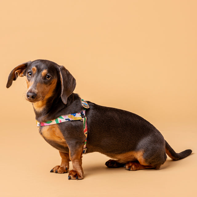 Dog wearing the Gaston floral dog harness on a yellow background