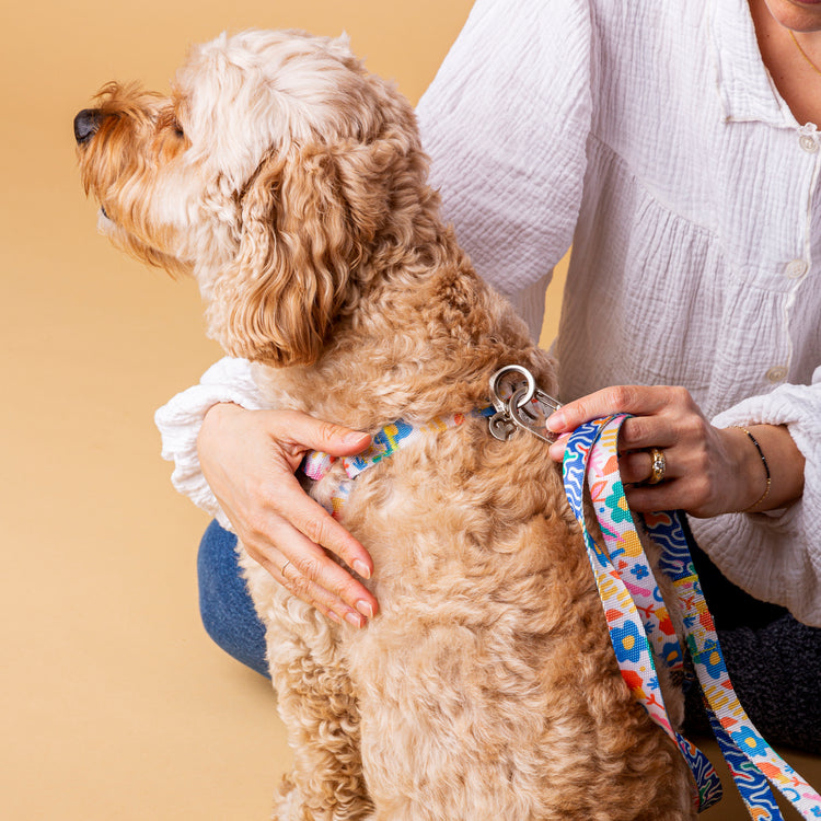 Fayette Harness | Premium Dog Essentials | Fur-Sie
