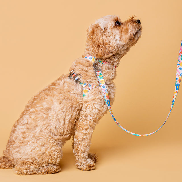 Fayette leash