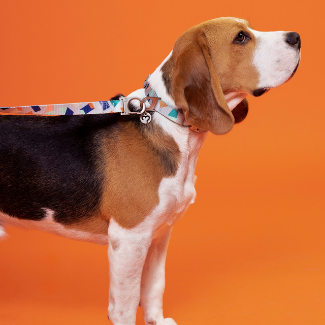 Bran Collar | Premium Dog Essentials | Collars for Dogs Fur-Sie