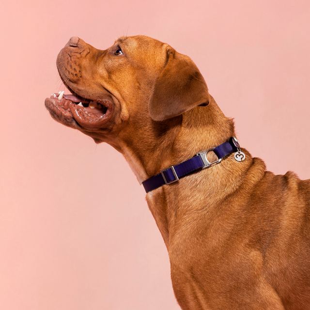 Luc Collar | Pet Products | Buy Collars for Dogs Online | Fur-Sie