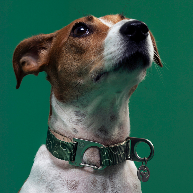 A small Jack Russell Terrier looking upward while wearing a Fur Sie Sabine deep green patterned collar with silver hardware, set against a green background