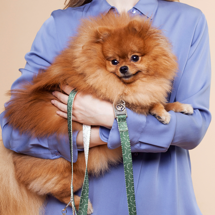 Sabine Leash & Collar Set | Premium Dog Essentials | Fur-Sie