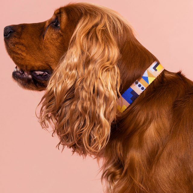 FurSie Una blue and pink abstract dog collar on a dog against a pink background