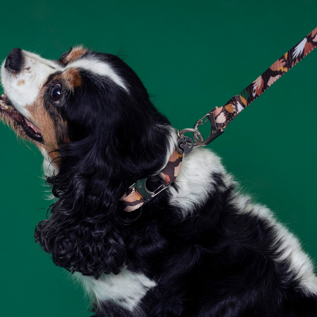 A Cavalier King Charles Spaniel looking upward while wearing a Fur Sie Clemens earthy-toned patterned collar and leash set against a vibrant green background