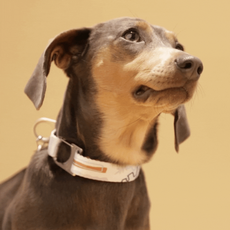 A video of a small Dachshund wearing a Fur Sie Matteo geometric patterned collar against a beige background