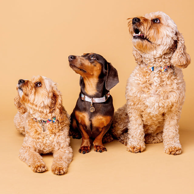 Three dogs wearing patterned Fur Sie collars