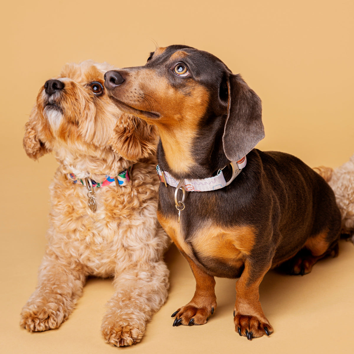 Most Comfortable Dog Collar: What Actually Makes a Collar Comfortable?