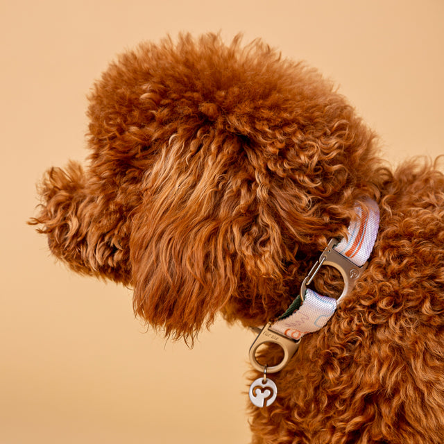 Dog Collar Size Guide: How to Measure Your Dog for the Right Fit