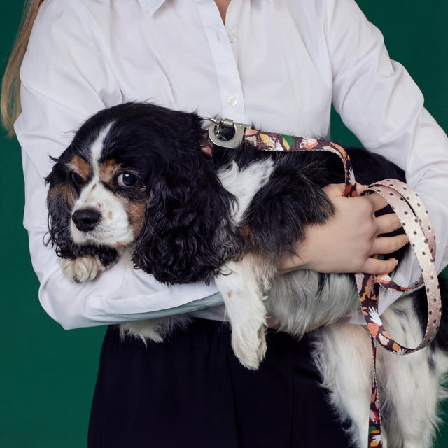 Dog Walking After Dark: How to Keep Your Dog Visible