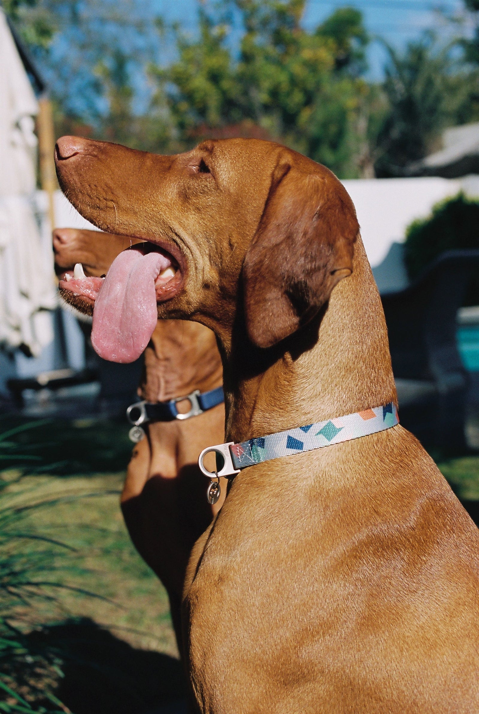 Dog wearing a patterned Fur Sie collar in hot weather