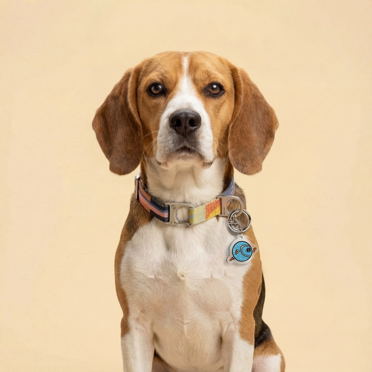 Dog Collar Tags and Charms: What Belongs on Your Dog’s Collar?