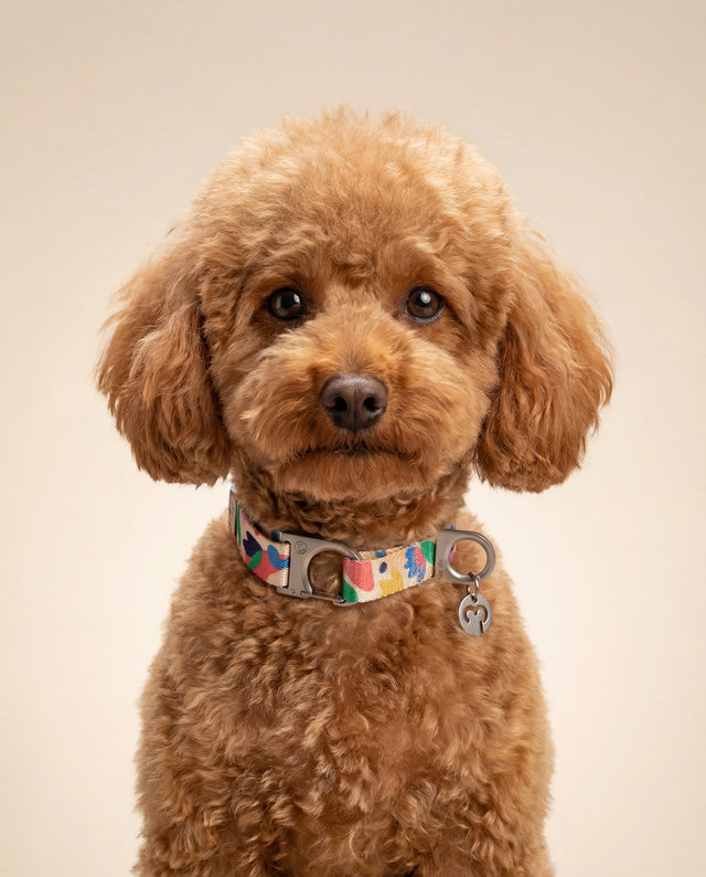 Puppy Collars: What to Look for in a First Collar