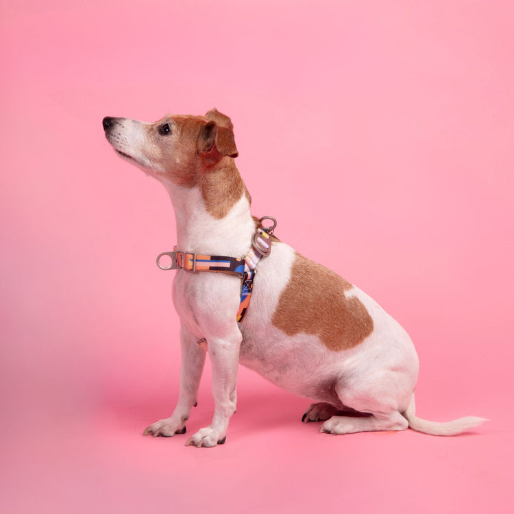 Dog wearing the Una dog harness on a pink background