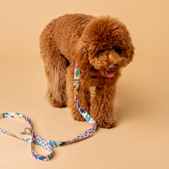 Brown Poodle wearing a Fur Sie Gaston collar and leash set with colorful floral design