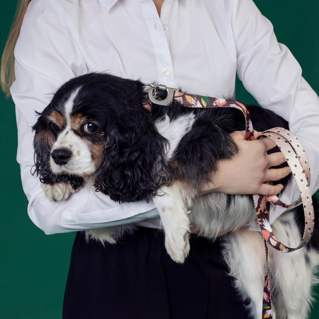 A person in a white shirt holding a small Cavalier King Charles Spaniel wearing the Fur-Sie Clemens dog leash against a green background