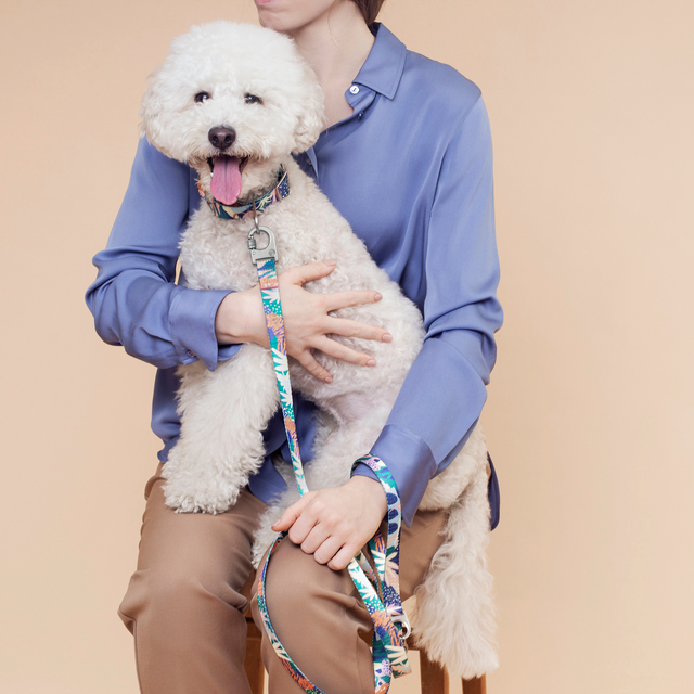 Person holding a white poodle dog with a colorful Fur Sie Frans collar & leash on a beige background
