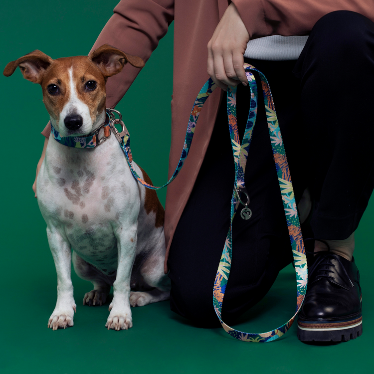 A small Jack Russell Terrier sitting against a green background wearing a Fur-Sie Frans floral botanic collar and matching long leash held by a person
