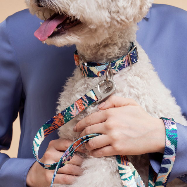 Close-up of a small poodle wearing a Fur-Sie Frans floral print collar and matching leash held by a person in a blue shirt