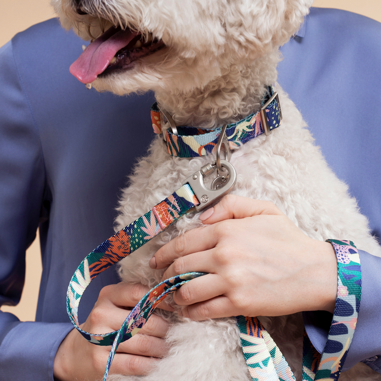 Close-up of a small poodle wearing a Fur-Sie Frans floral print collar and matching leash held by a person in a blue shirt
