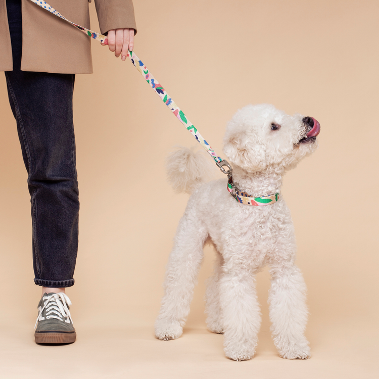 Poodle dog wearing the Fur Sie Gaston collar and leash set on a beige background