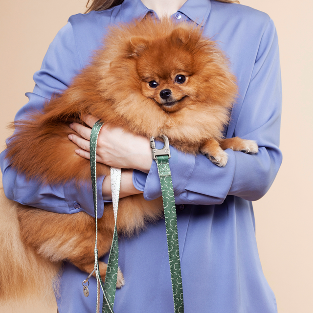 A woman holding a Pomeranian dog wearing the Fur Sie Sabine collar & leash set, featuring deep green webbing, a push-lock safety hook, and a built-in D-ring.