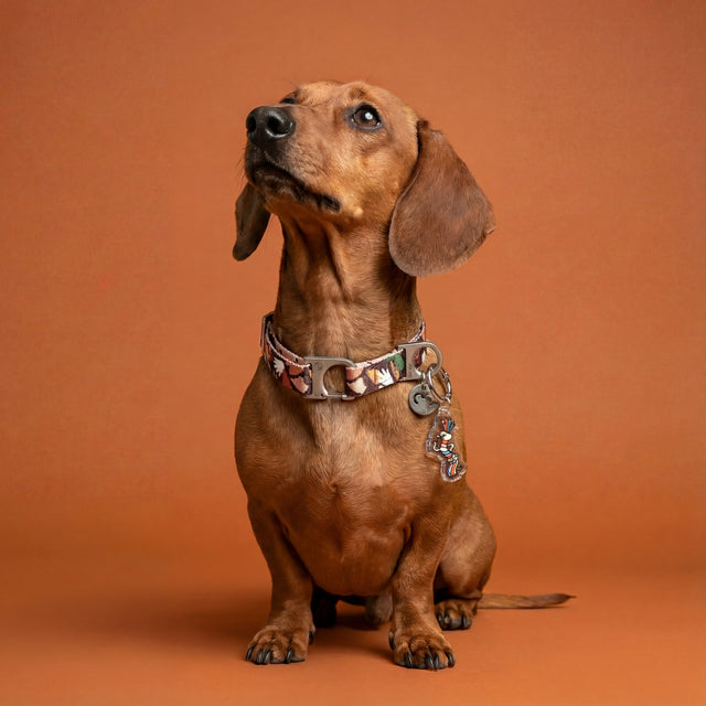 Brown dachshund wearing a Clemens collar with a Fineshmaker charm on an orange background