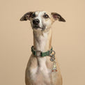 Italian Greyhound dog wearing a Sabine Fur Sie collar with a Bestie charm on a beige background