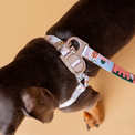 Close-up of the Matteo no-pull dog harness buckle and leash attachment on a small brown dog against a beige background