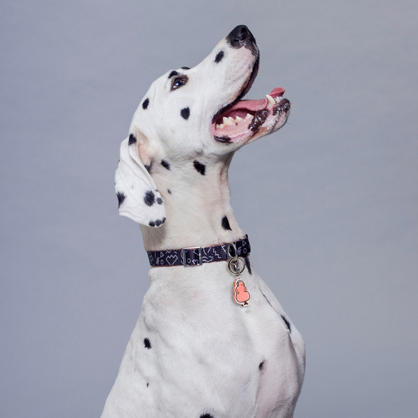 A Dalmatian wearing a patterned black collar with the pink Fur Sie Pleaser charm attached, looking upward against a light grey background