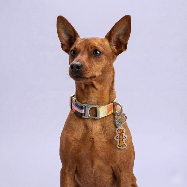 A small brown dog wearing a colorful patterned collar with the brown Fur Sie Zen Master charm attached, looking off-camera against a light purple background