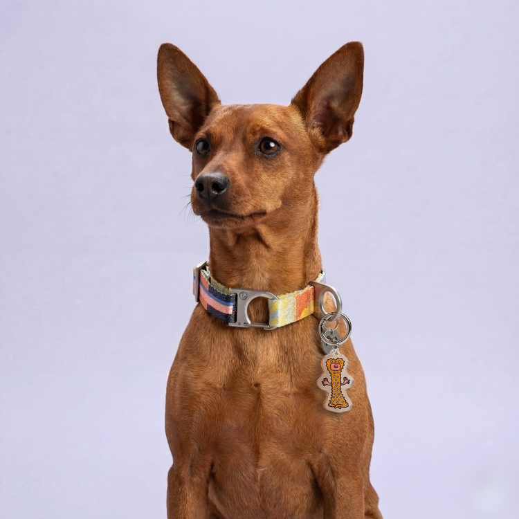 A small brown dog wearing a colorful patterned collar with the brown Fur Sie Zen Master charm attached, looking off-camera against a light purple background