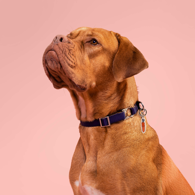 Dogue de Bordeaux wearing a blue Fur Sie collar with The Snob Fur Sie charm cliped to the D-ring.