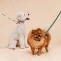 A Poodle wearing the Fur Sie Frans set and a Pomeranian wearing the Fur Sie Sabine collar and leash set on a beige background