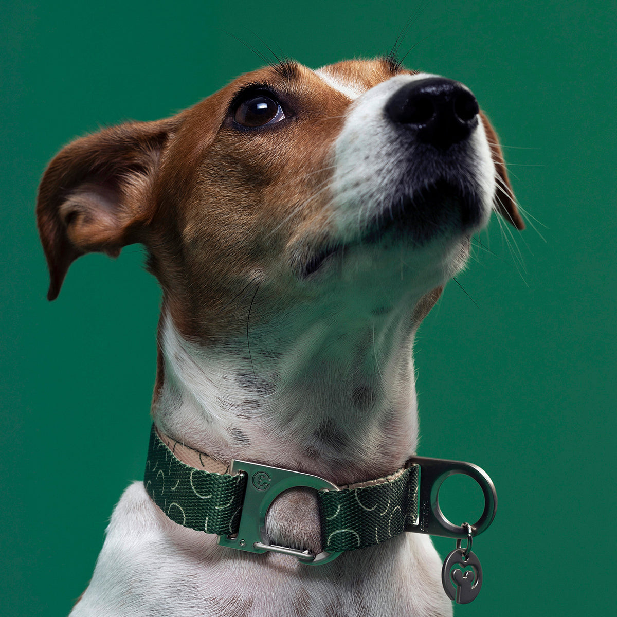Best Dog Collars Für Sie | Sophisticated Lifestyle Dog Brand | Pet Products | Fur-Sie