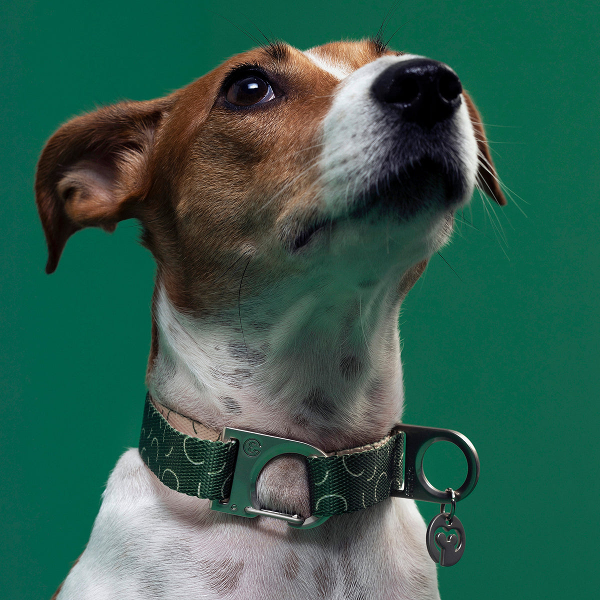 SHOP DOG COLLARS
