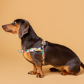 Dog wearing the Gaston floral harness on a beige background